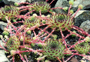 Sempervivum kosanini